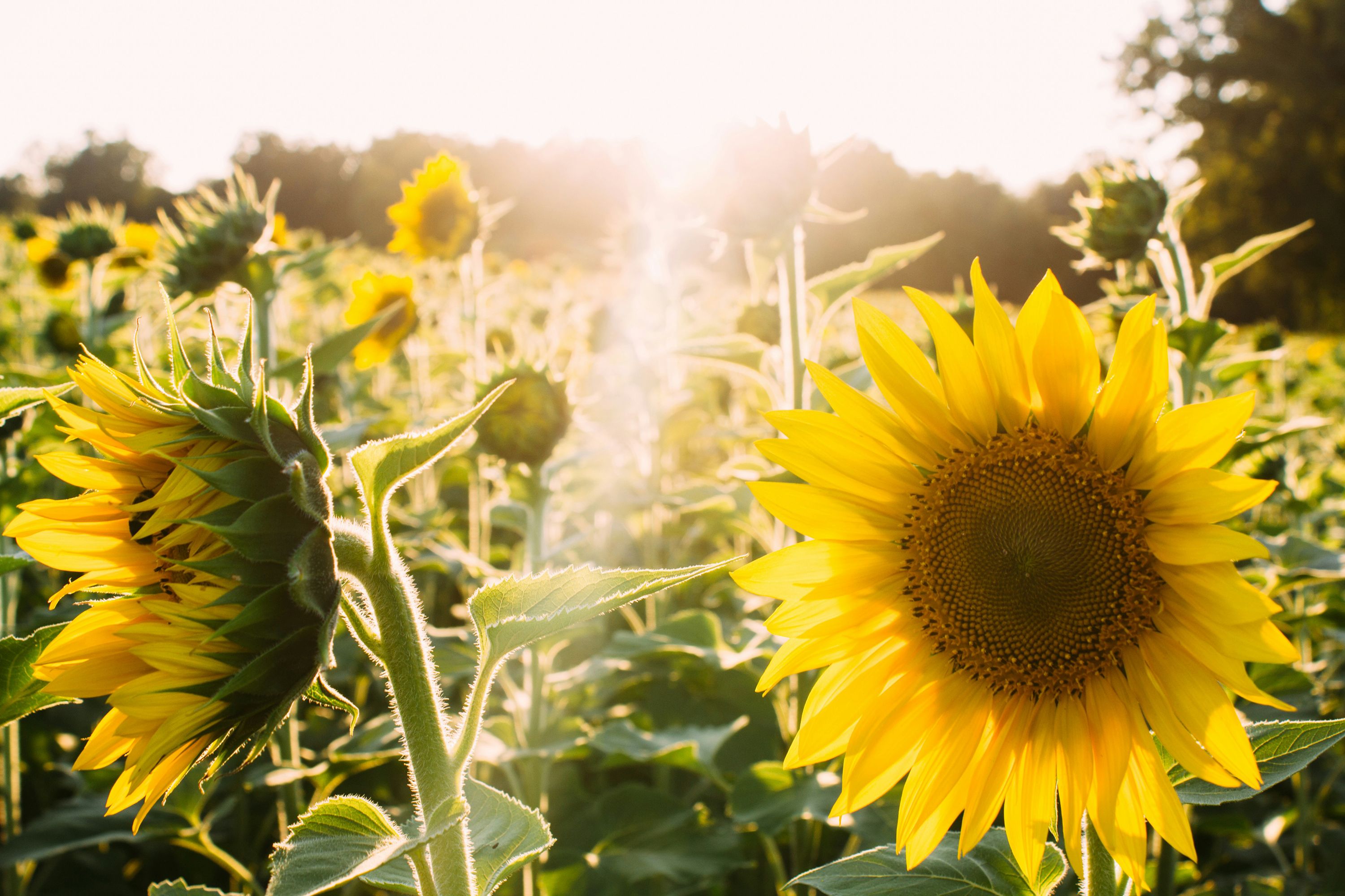 Elijah Hail 29GUdIWrink Unsplash