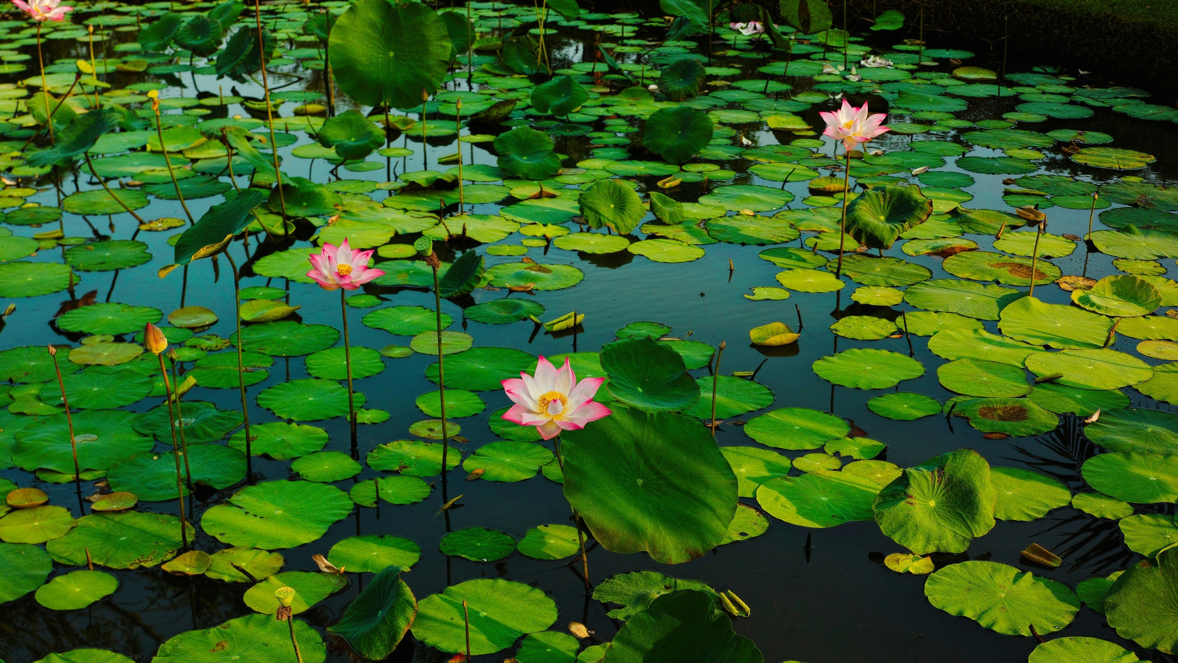 Tra Tran YtiBiptWCLc Unsplash