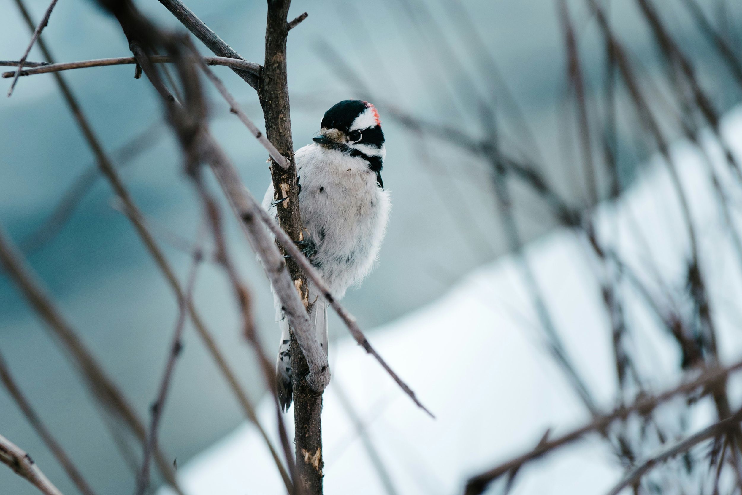 Alice Donovan Rouse LHA5EWdwWE4 Unsplash