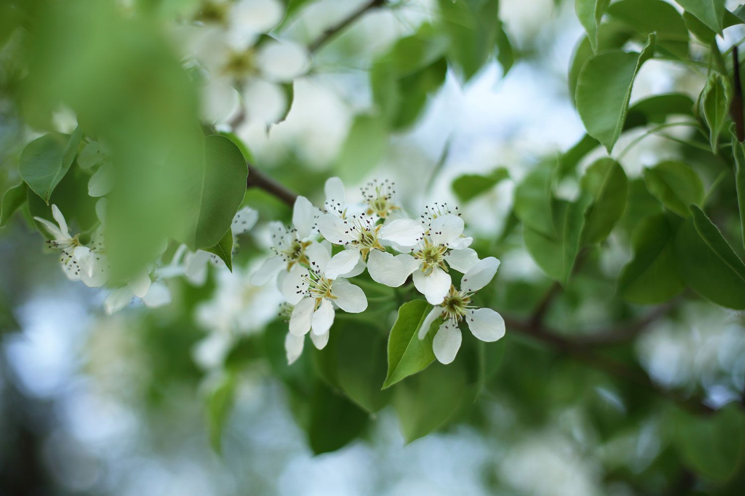 Spring Buds