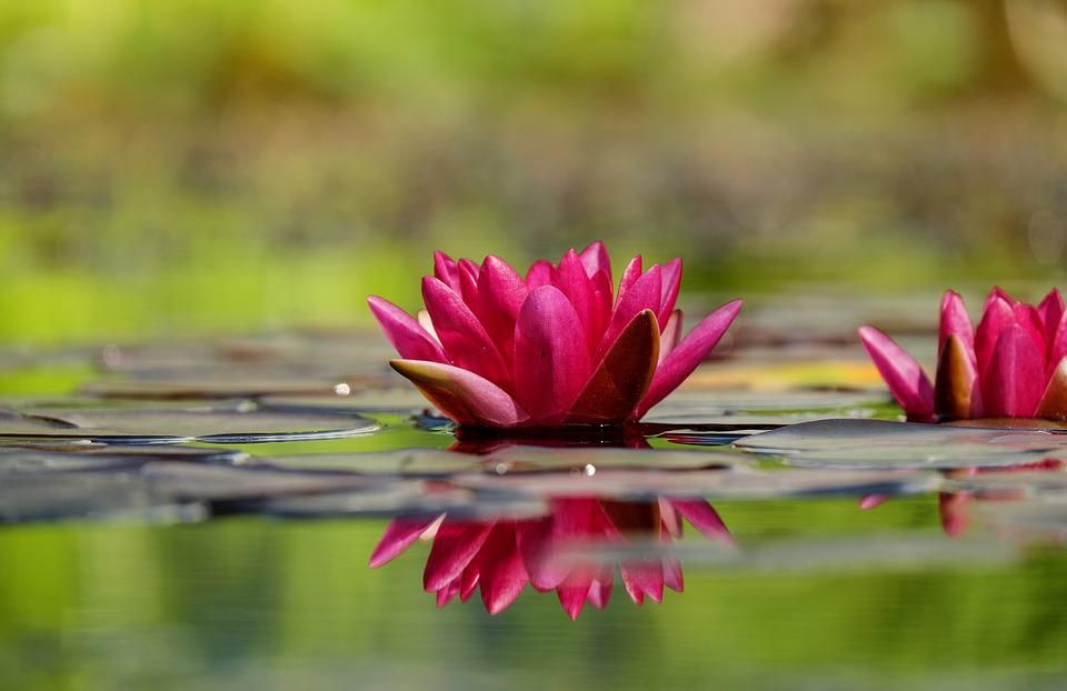 Water%20lily%20dfg