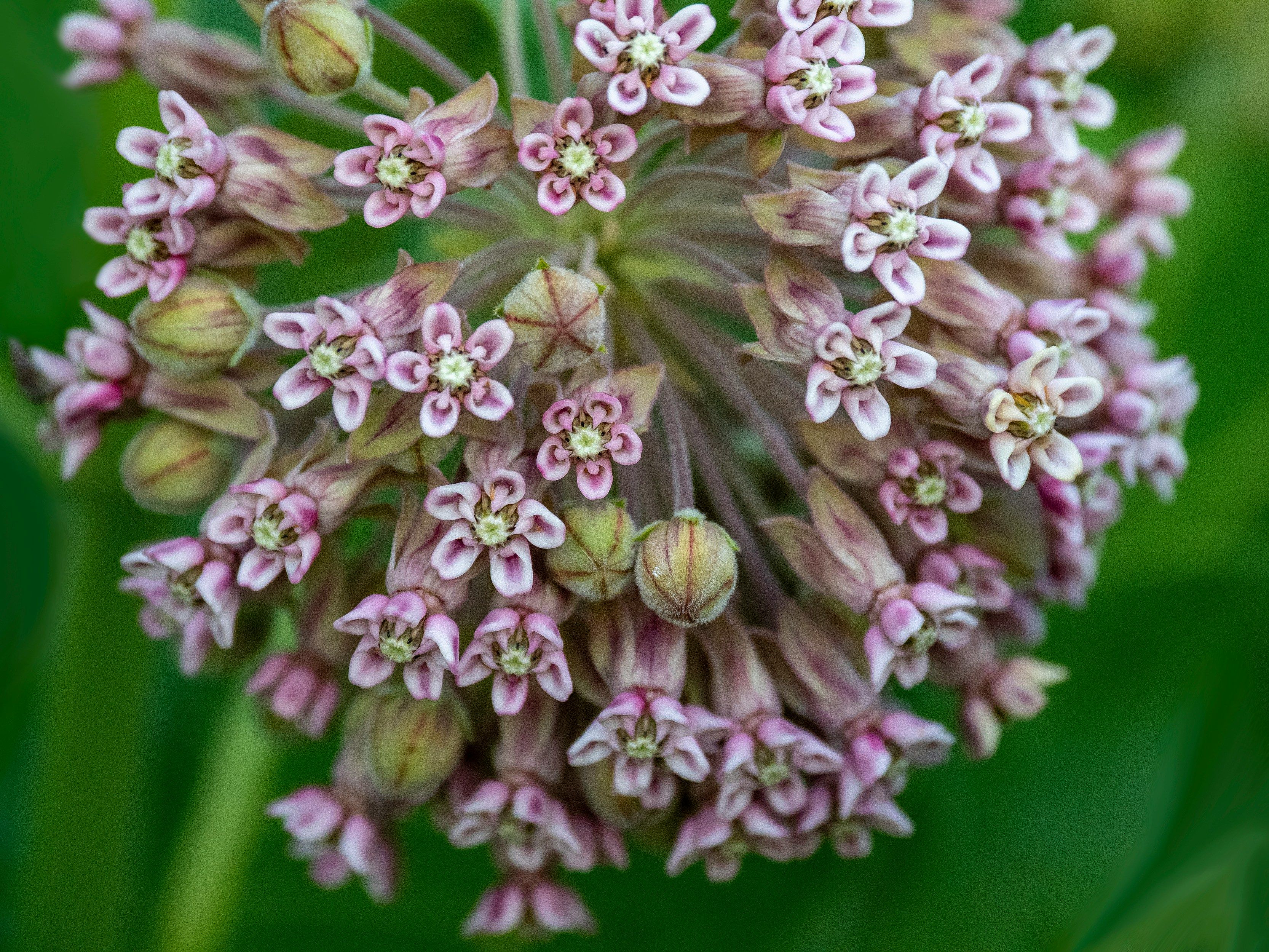 Mary Hammel WSsZ1 Dp1W0 Unsplash