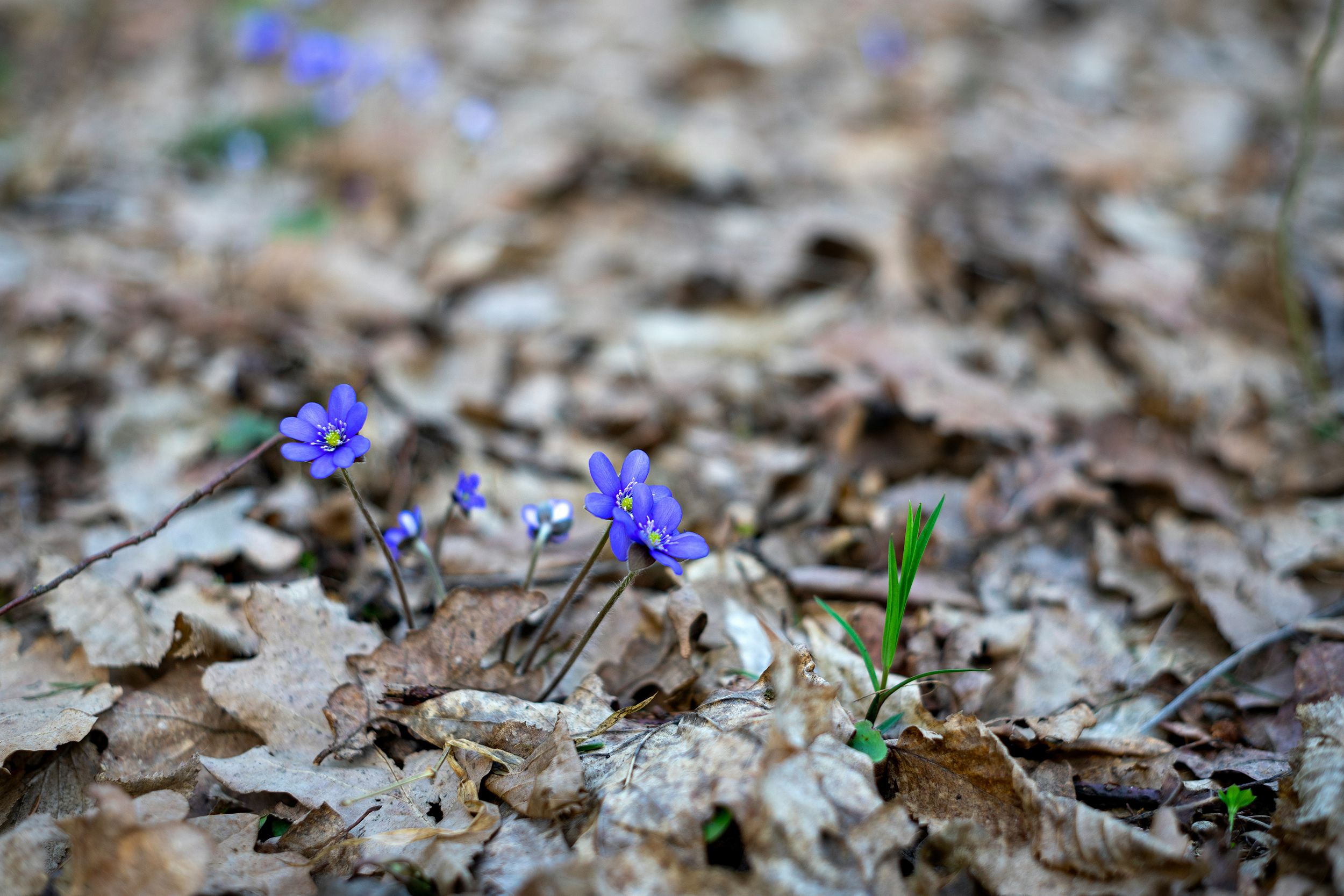 Rasa Kasparaviciene 29UfoXy VQU Unsplash