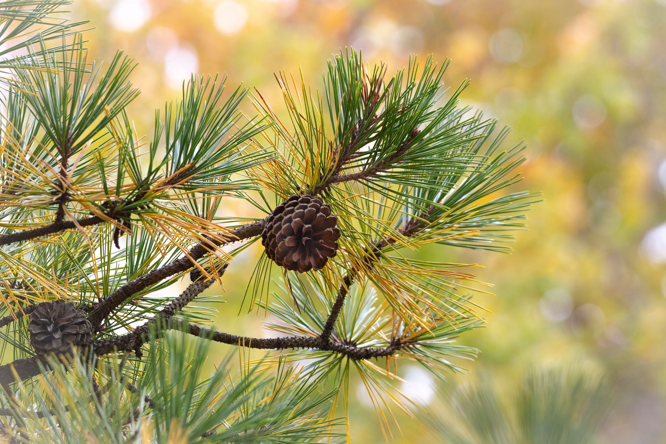 Pinecone