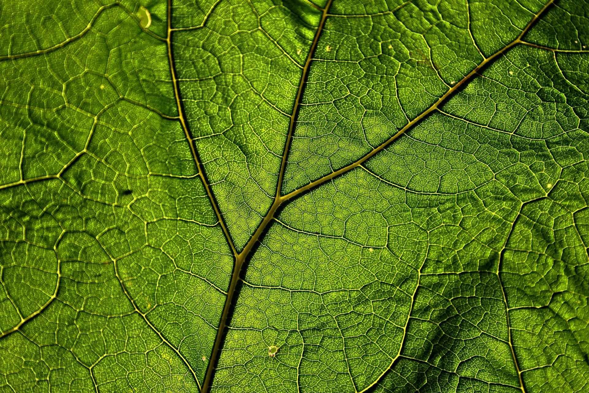 Butterbur 1920x1280 1 9f22b5b4