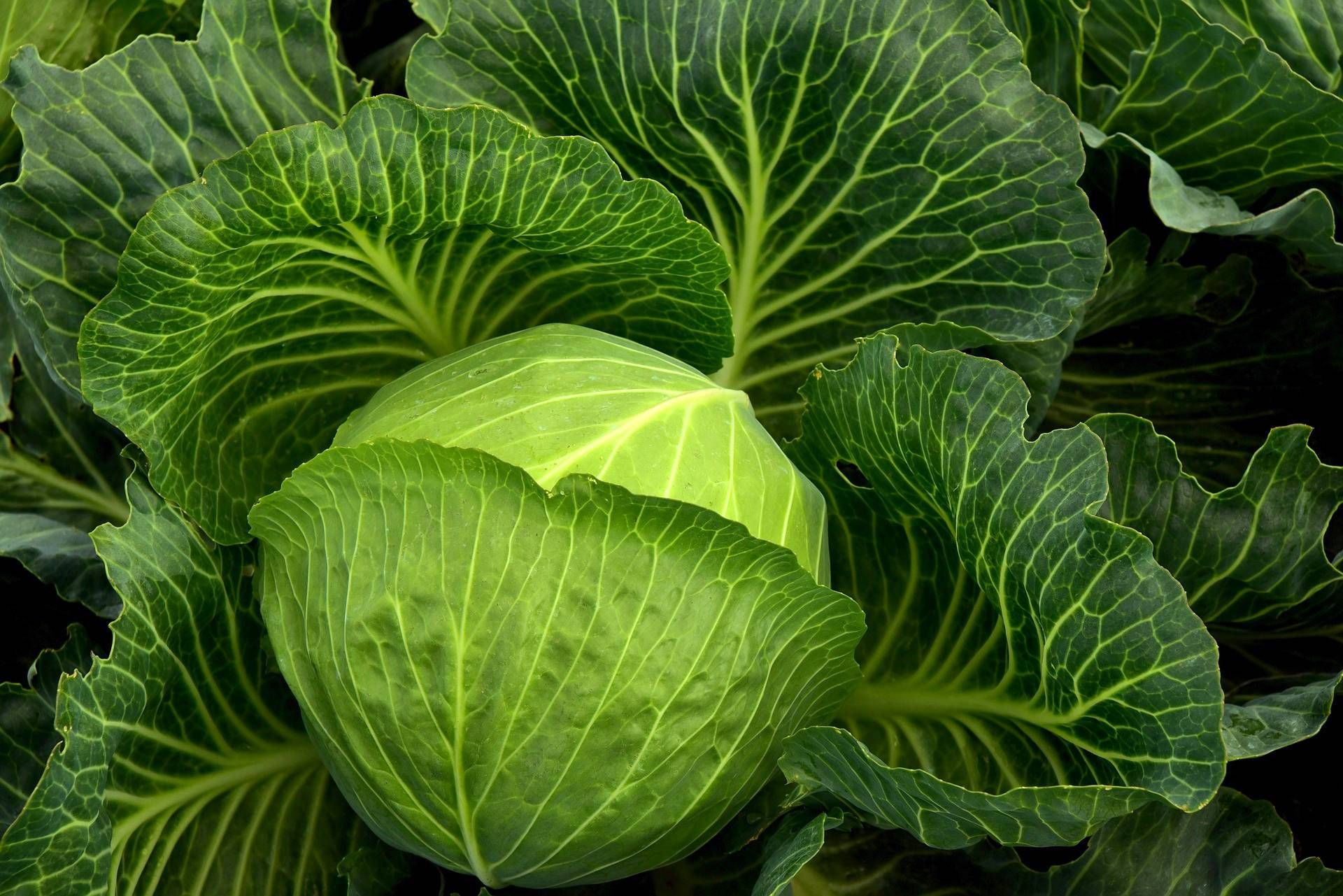 Cabbage 3722498 Web 1920x1280 1 B32ca1ea