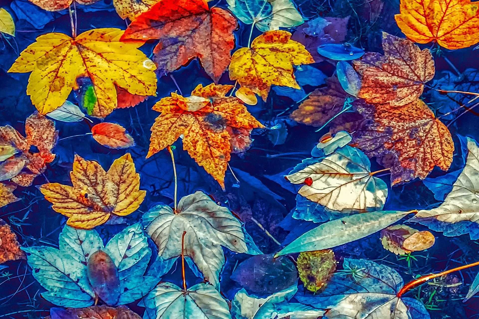 Fall Leaves 1920x1280 2 3f9360ec