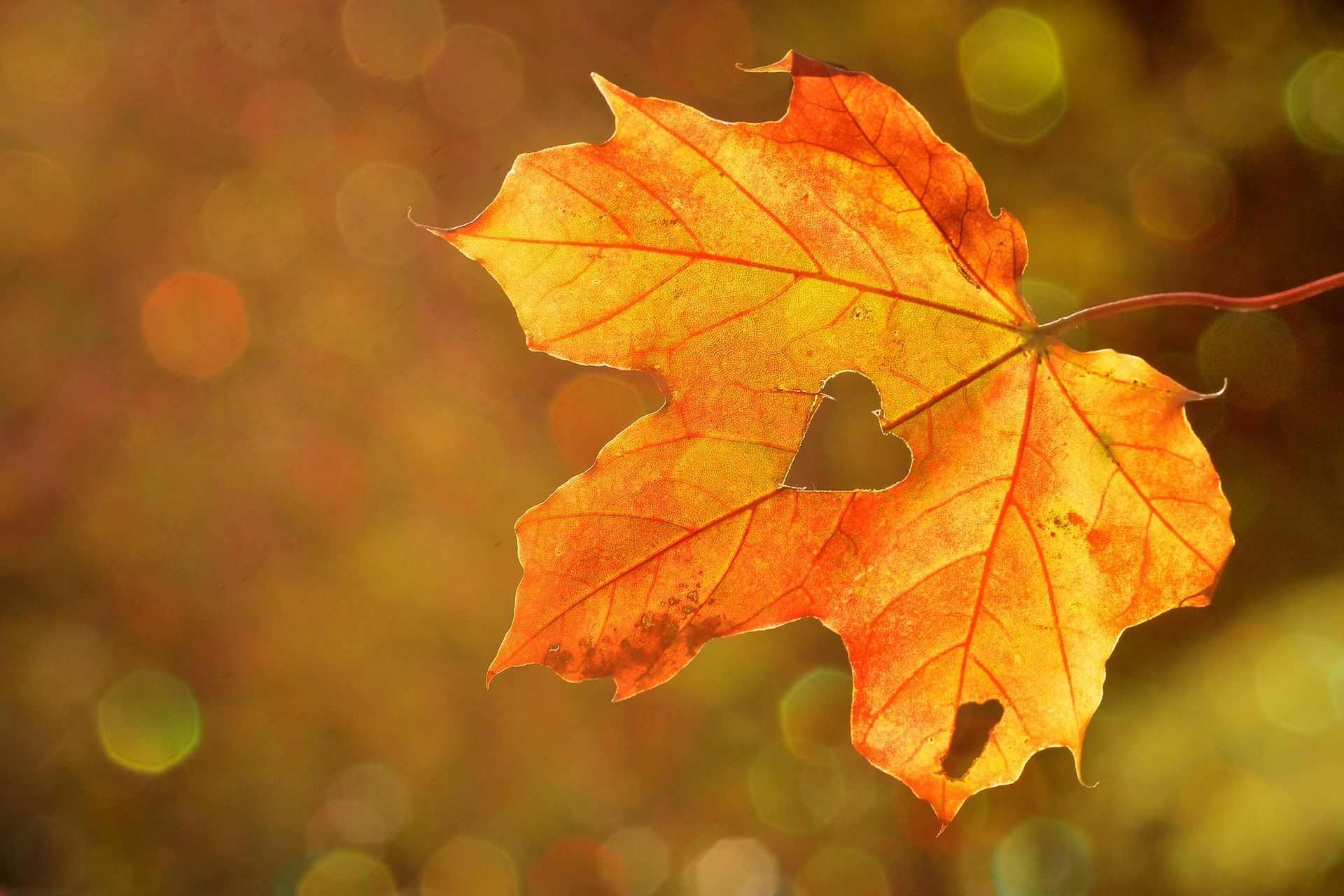 Heart Leaf 1776746 1920x1280 1 7127061a