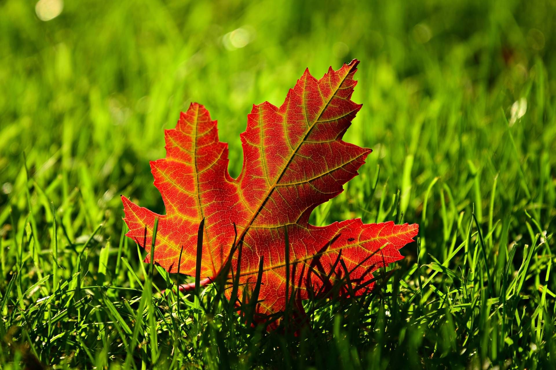Maple Leaf 3680684 1920x1280 1 34242683