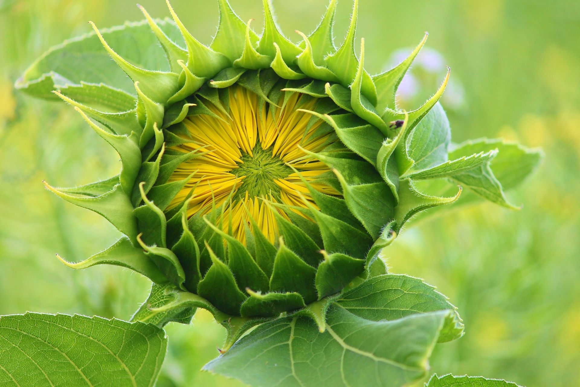 Sunflower 3536155 Web 1920X1280 Eba74190