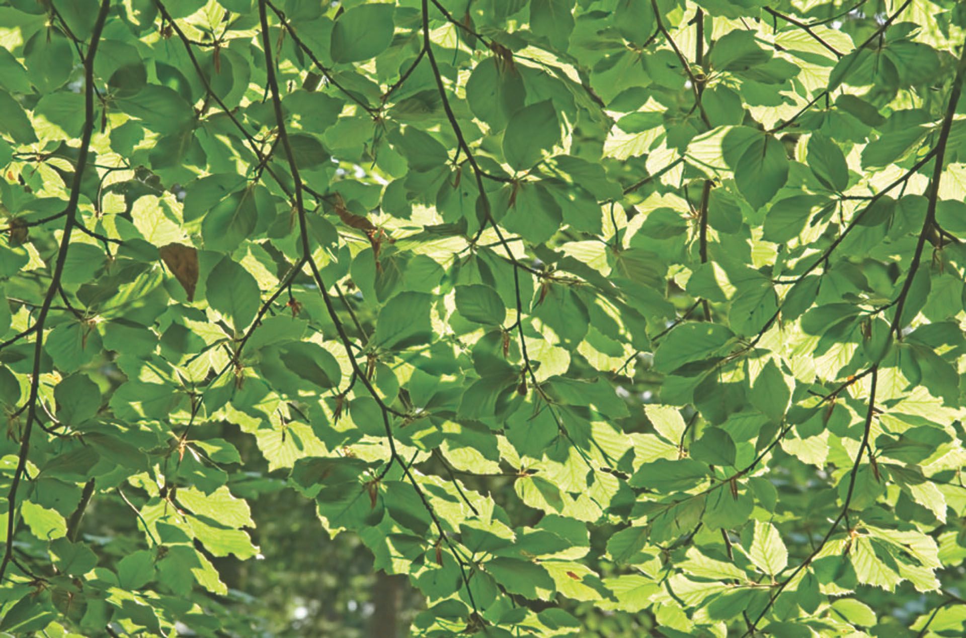 LeafCluster OurTeam 0698fce2