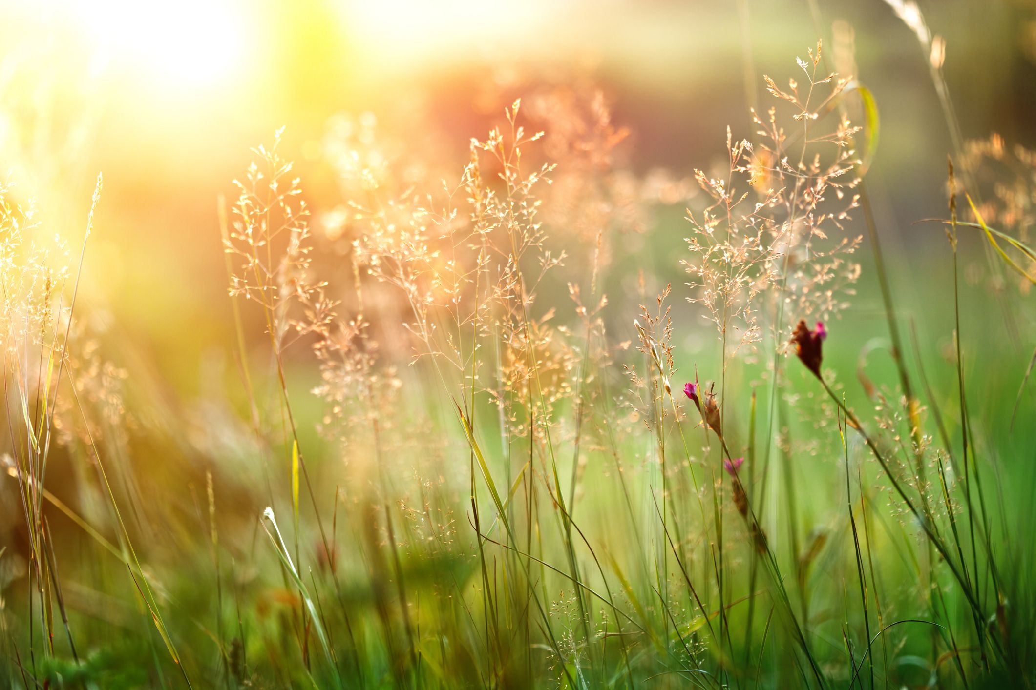 Sunset Grass 175491343 2122x1415