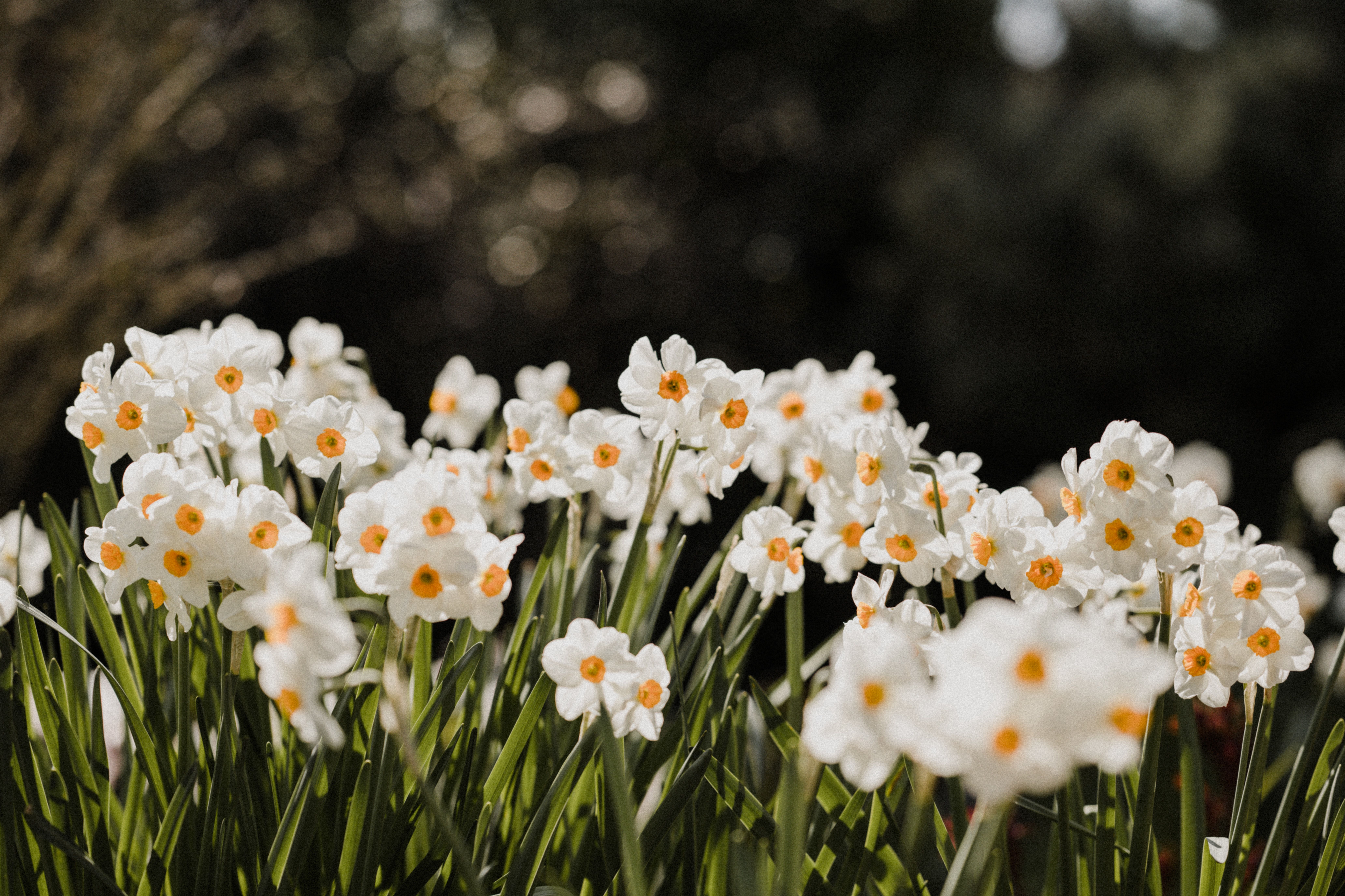 Annie Spratt N Jt7Bs2HvU Unsplash%20%281%29