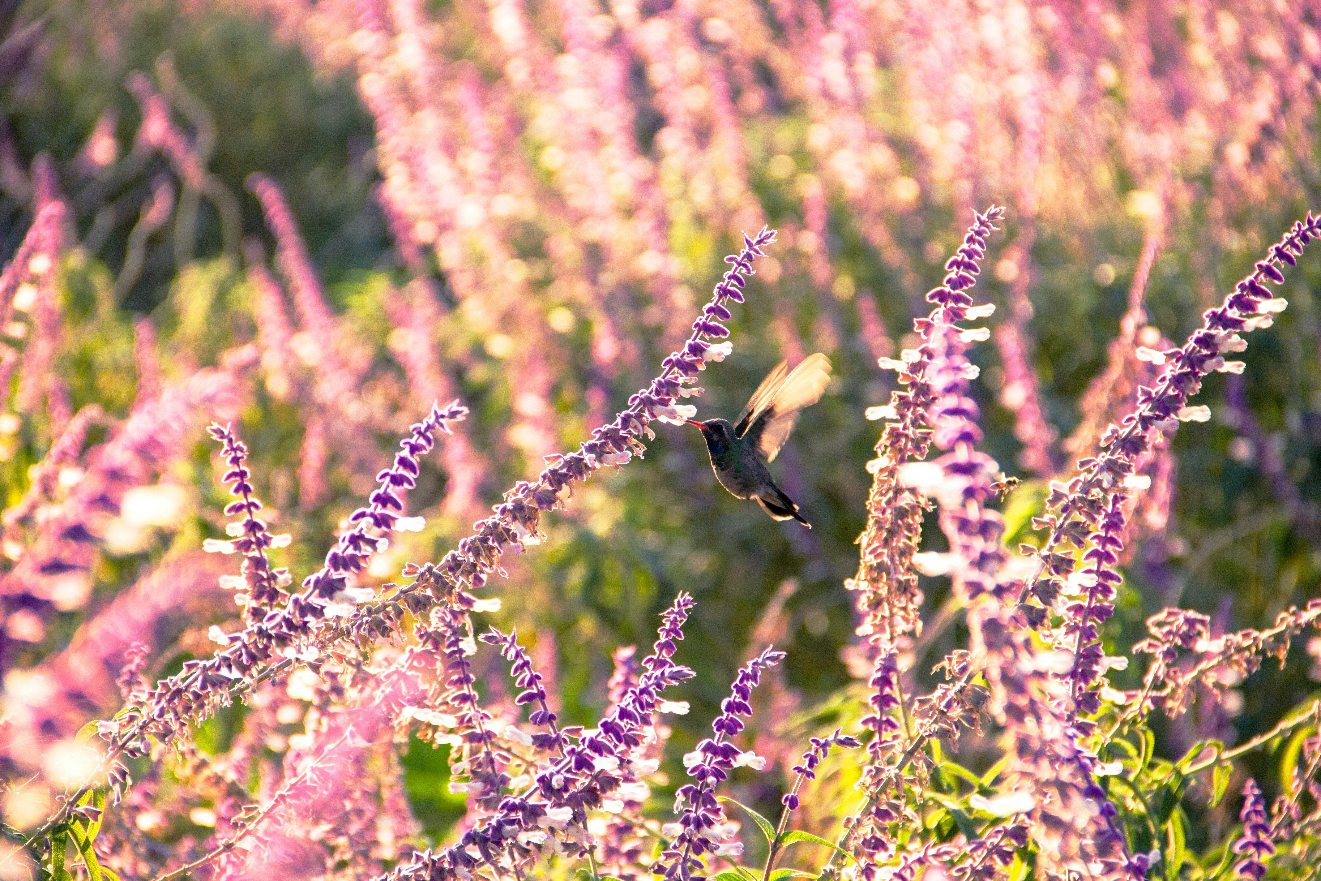 Isabel Herrera ZDswoa7VEdY Unsplash