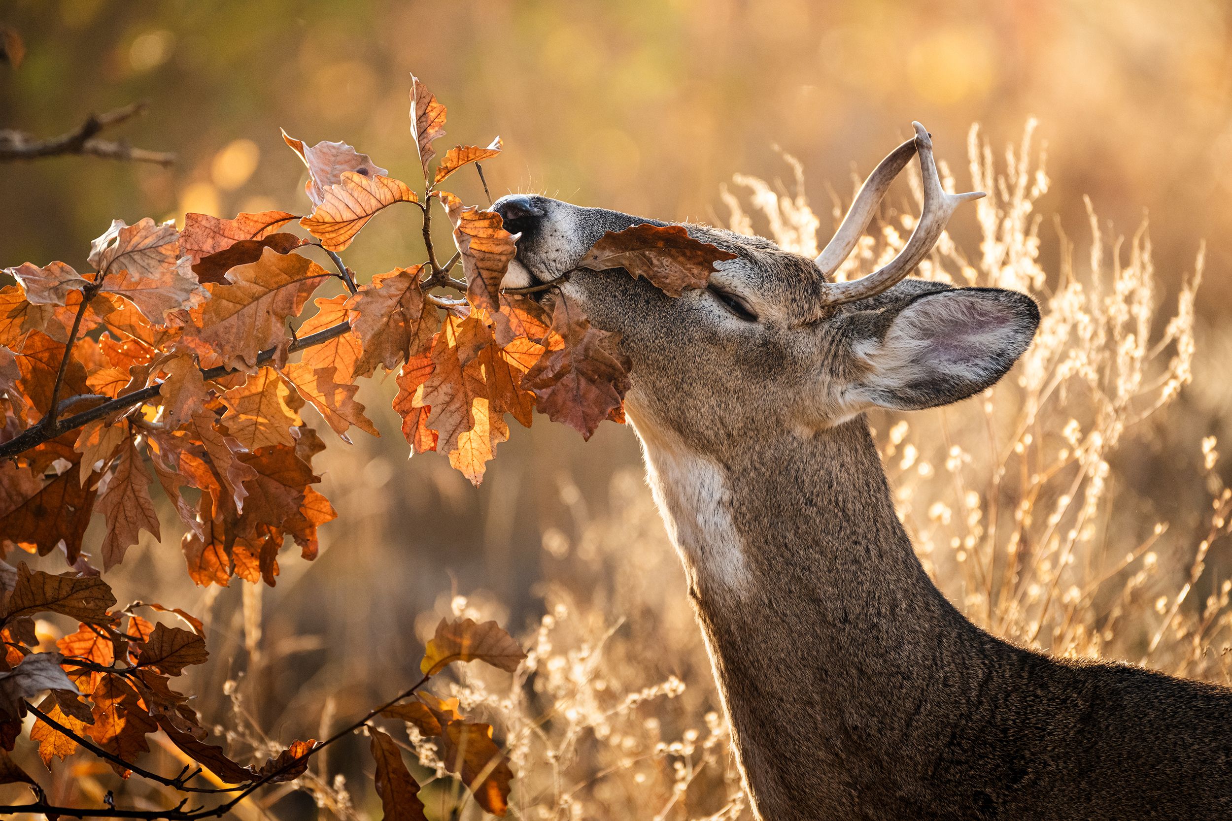 Istock 2190954513
