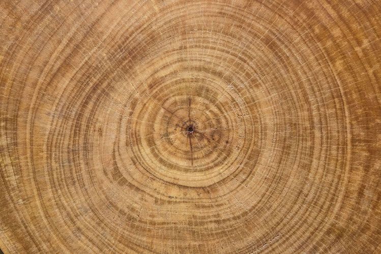 TreeRings Licensing X500 Aa9ecf83