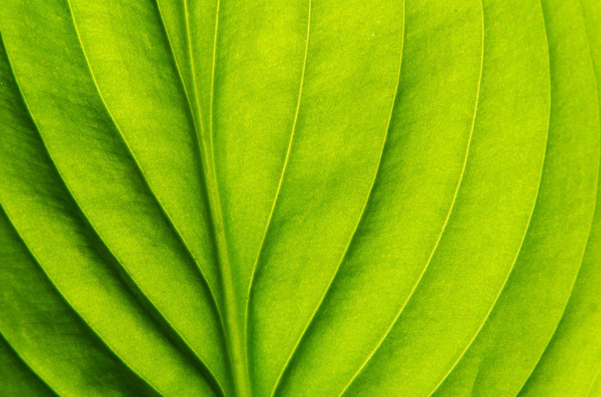 LeafTexture2 Annuities 5a4e8da0