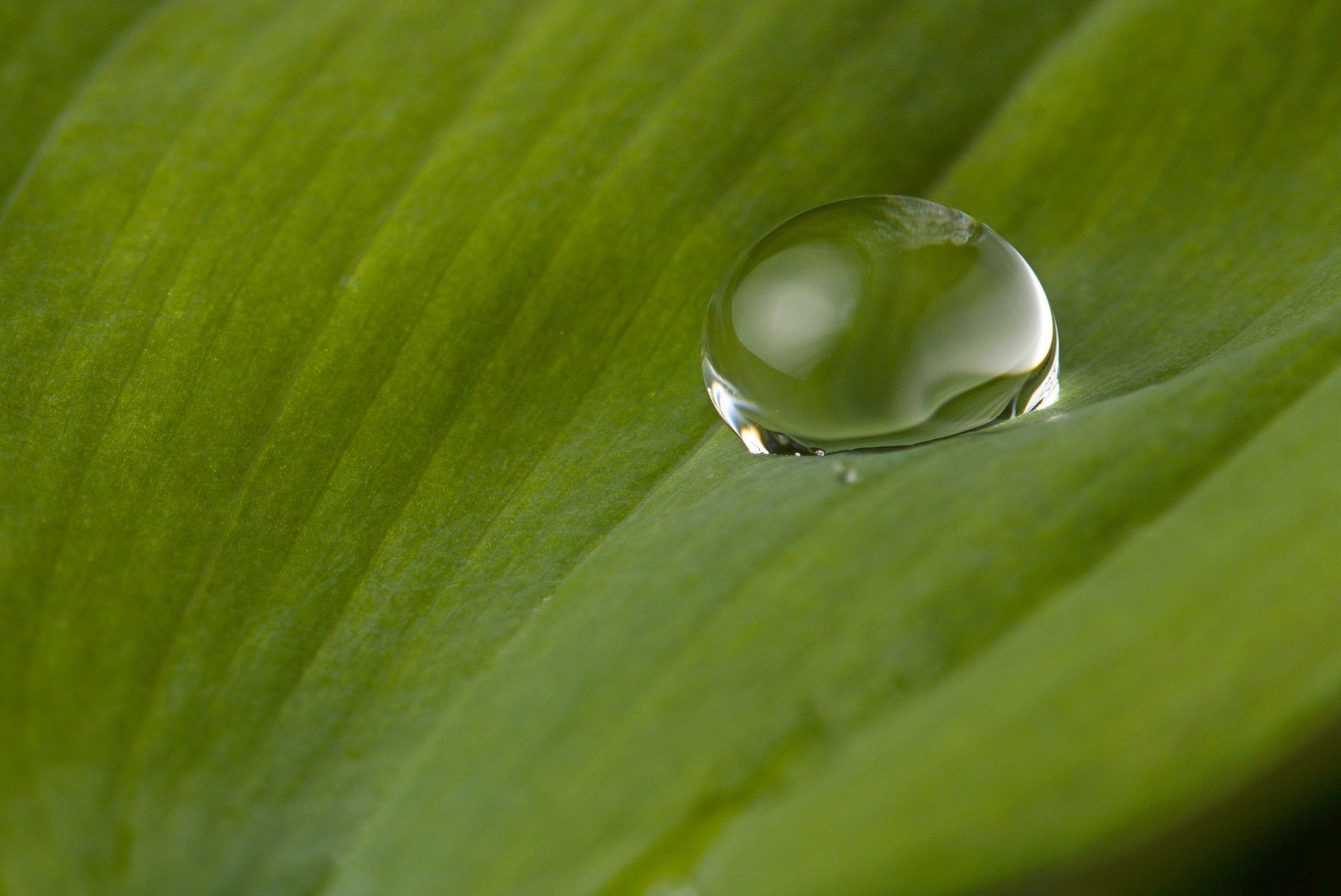 Drop Of Water Leaf 4170406 1920x1283 B43afeec
