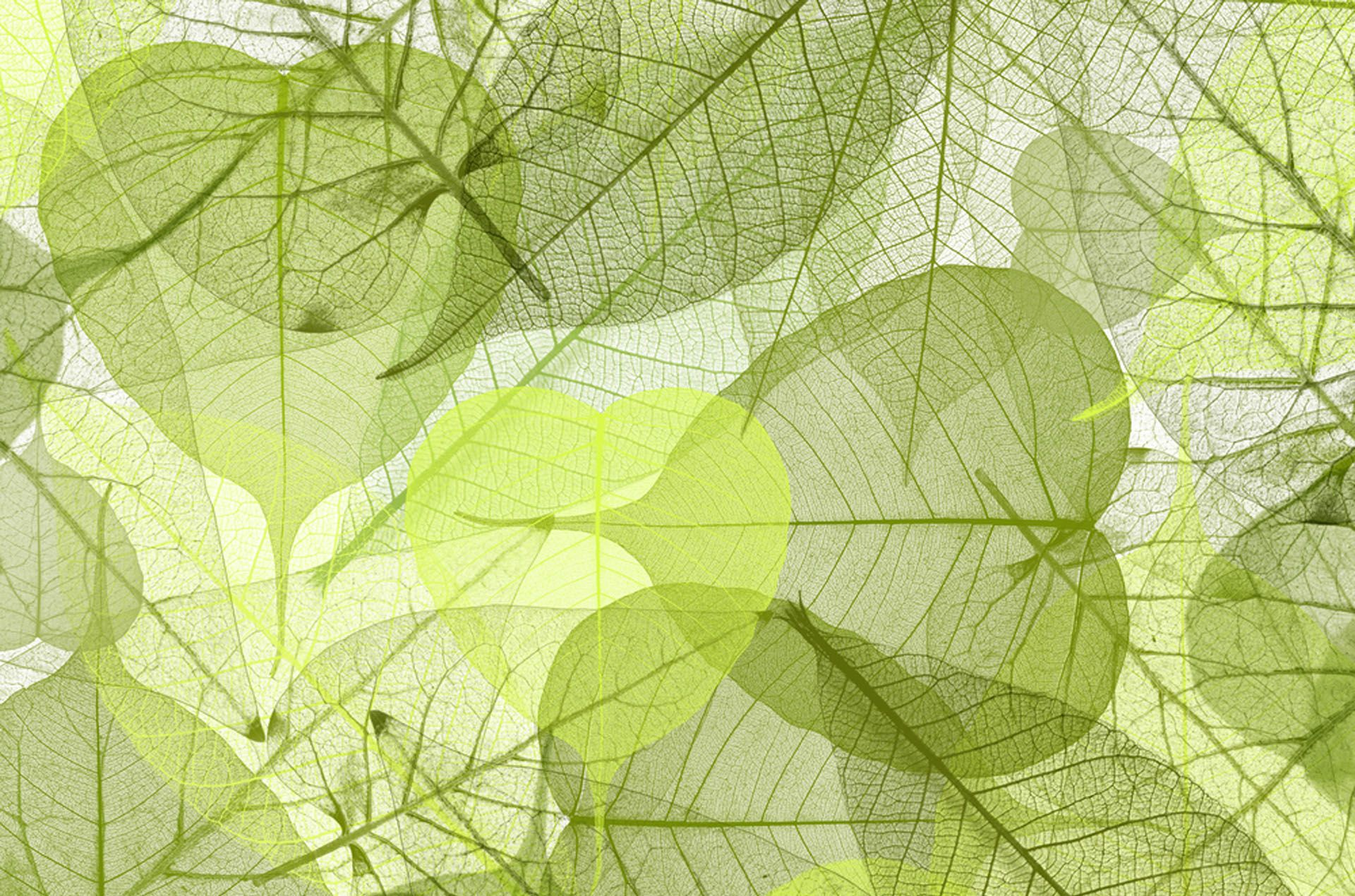 Leaves FinPlanning1920x1270 D144926f