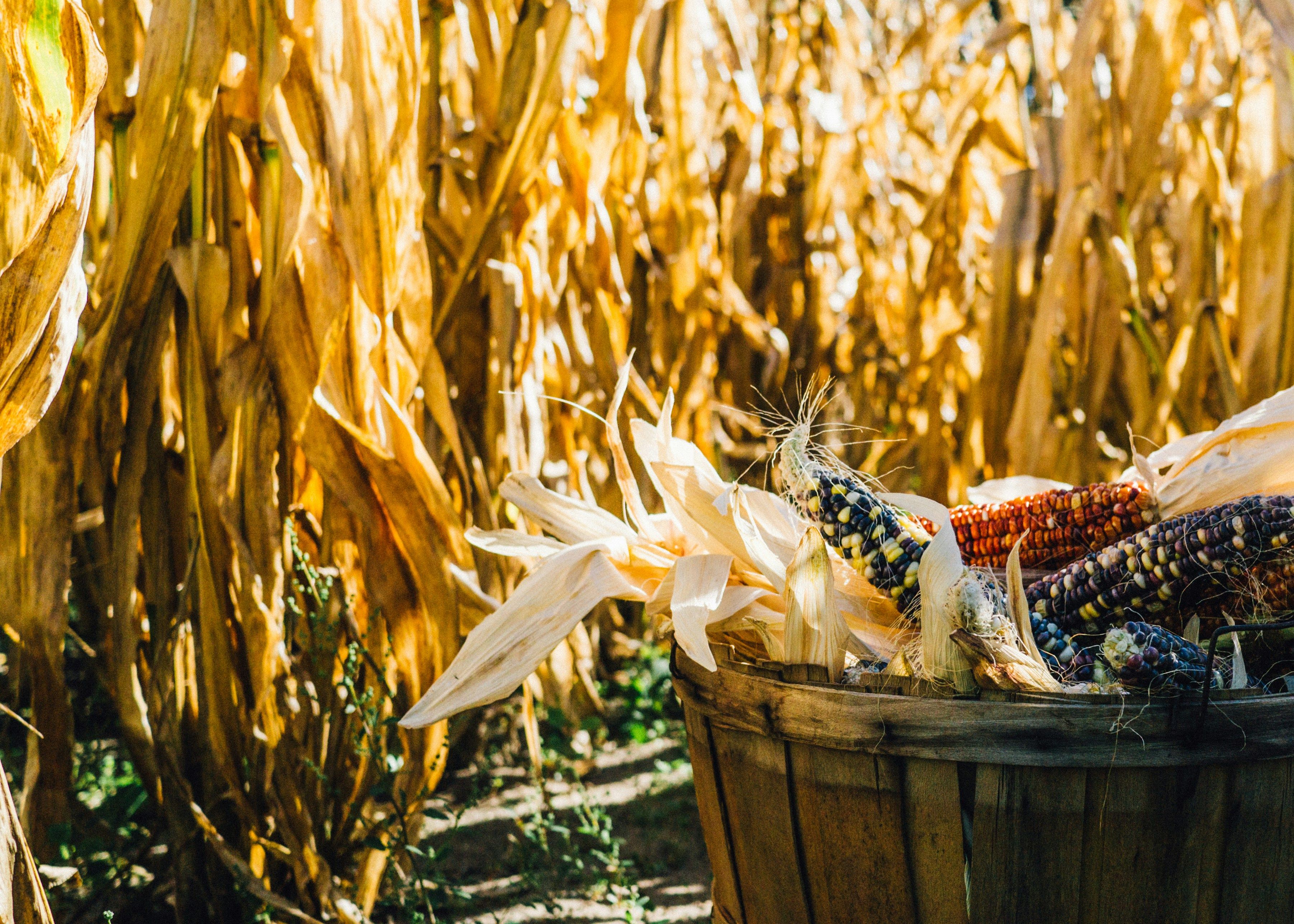 Aaron Burden NjTzygd3iMw Unsplash