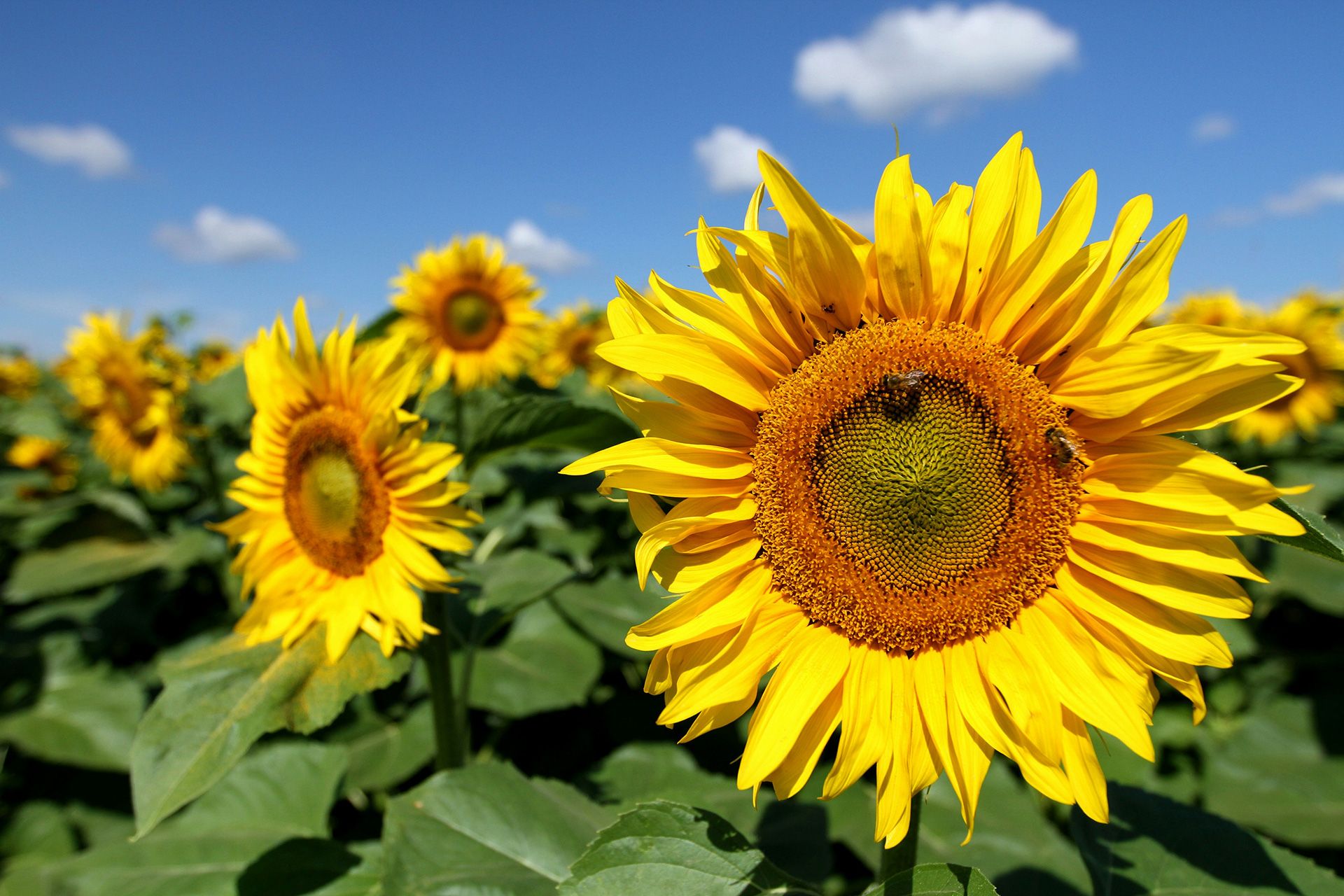 Sunflower