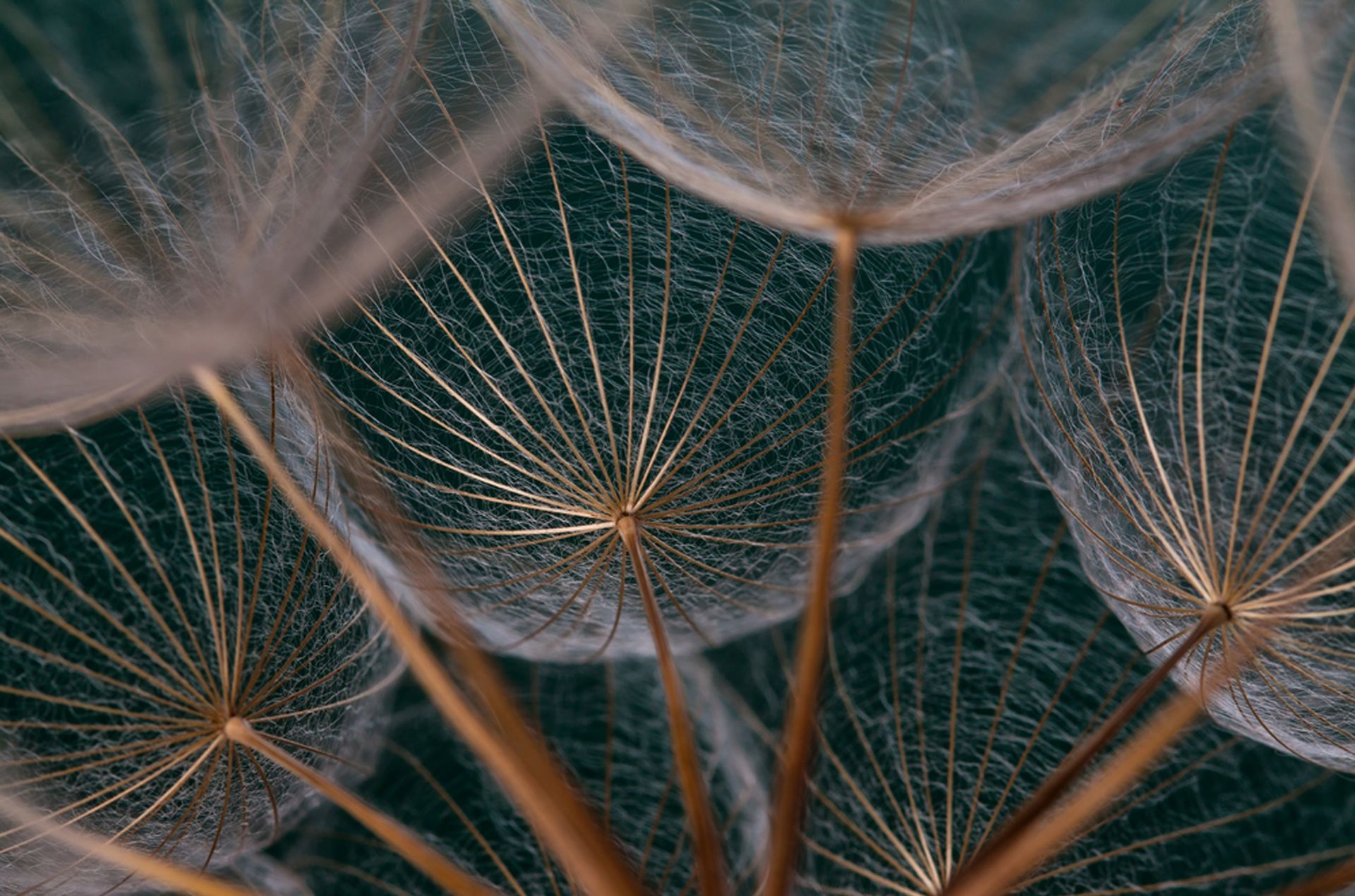 Dandelion LTC E9b83d71
