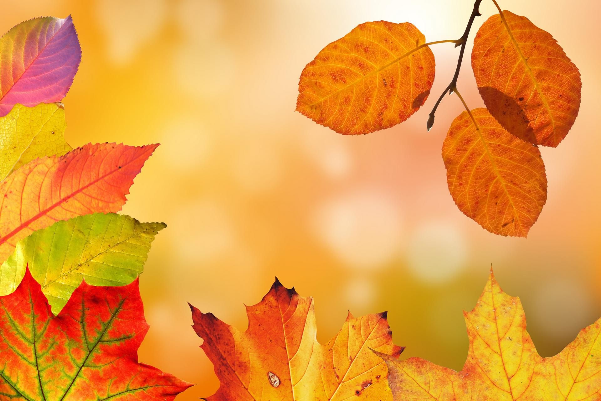Autumn Leaves Planning 1920x1280 1 B364aed4