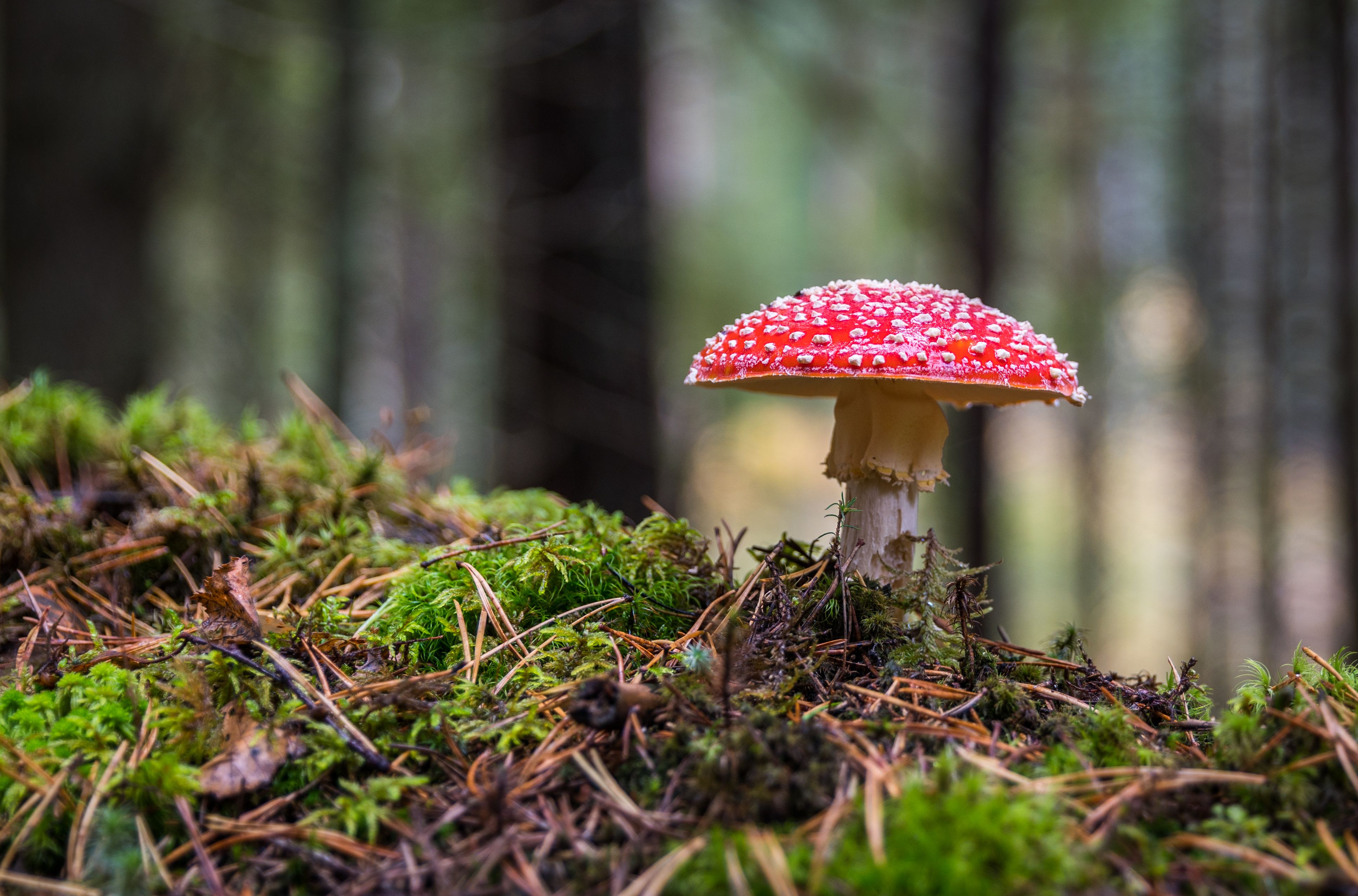 Mushroom%20davis%20financial