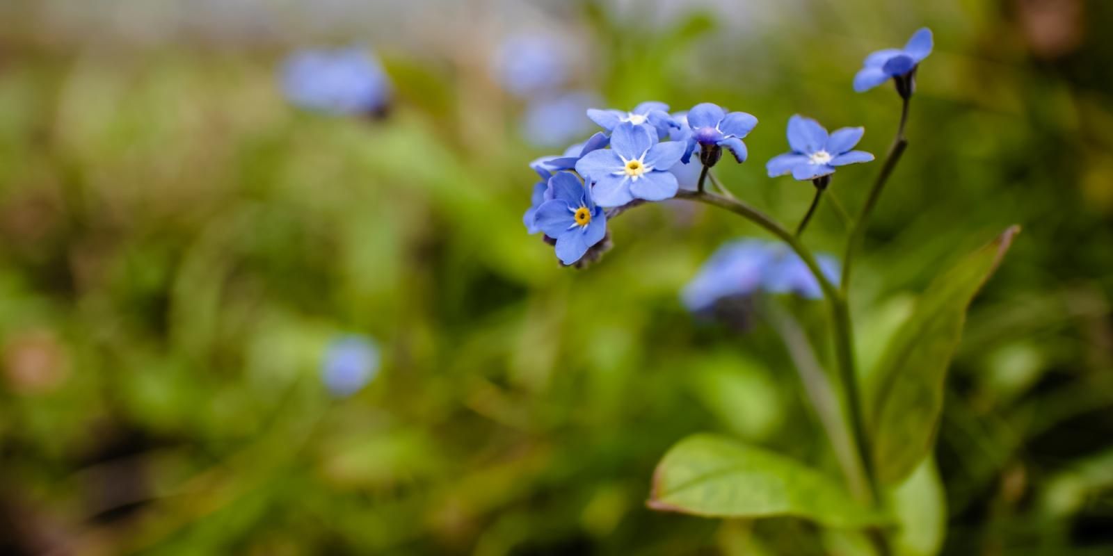 Forget Me Not