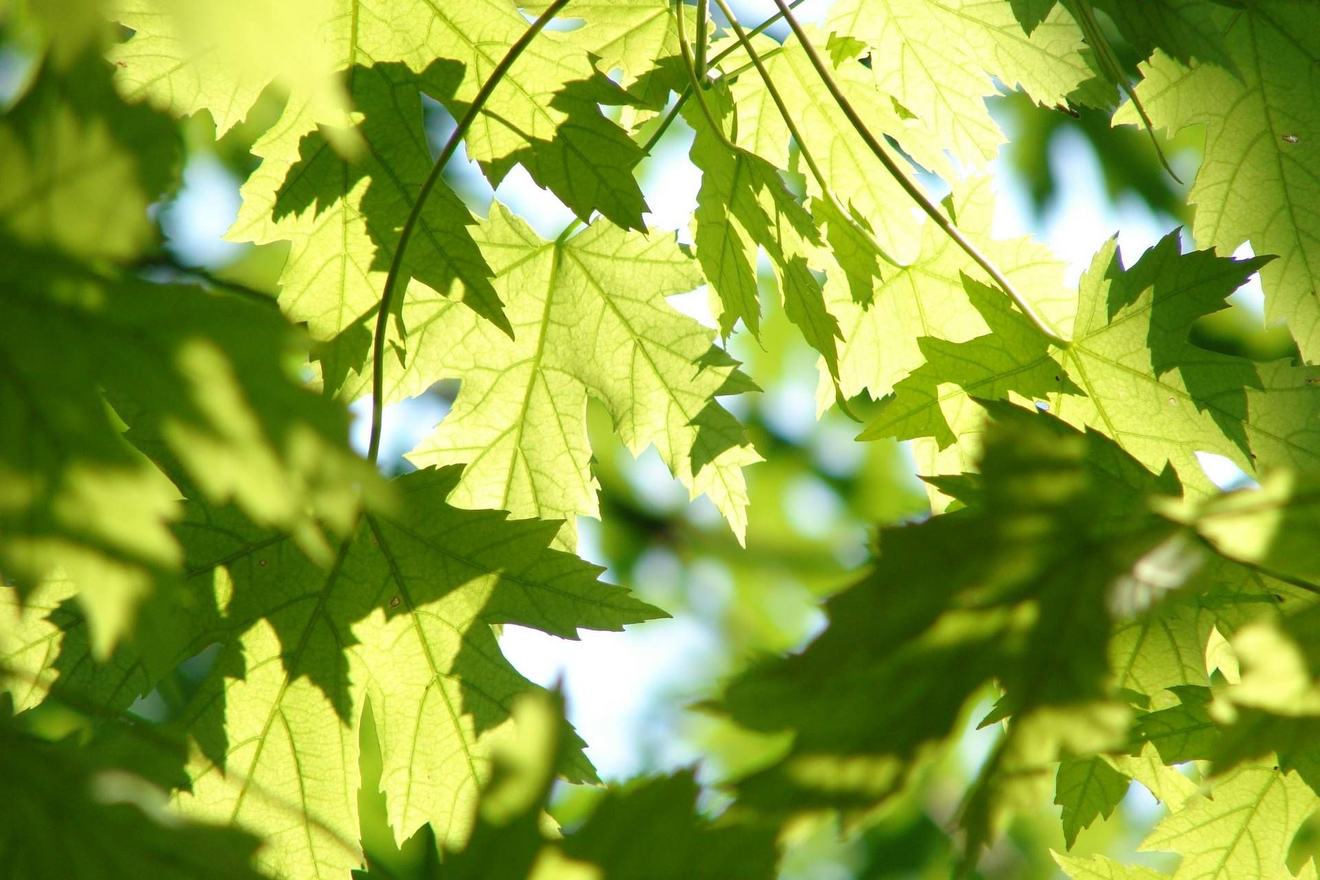Leaves 291024 1920x1280 1 4752b56a