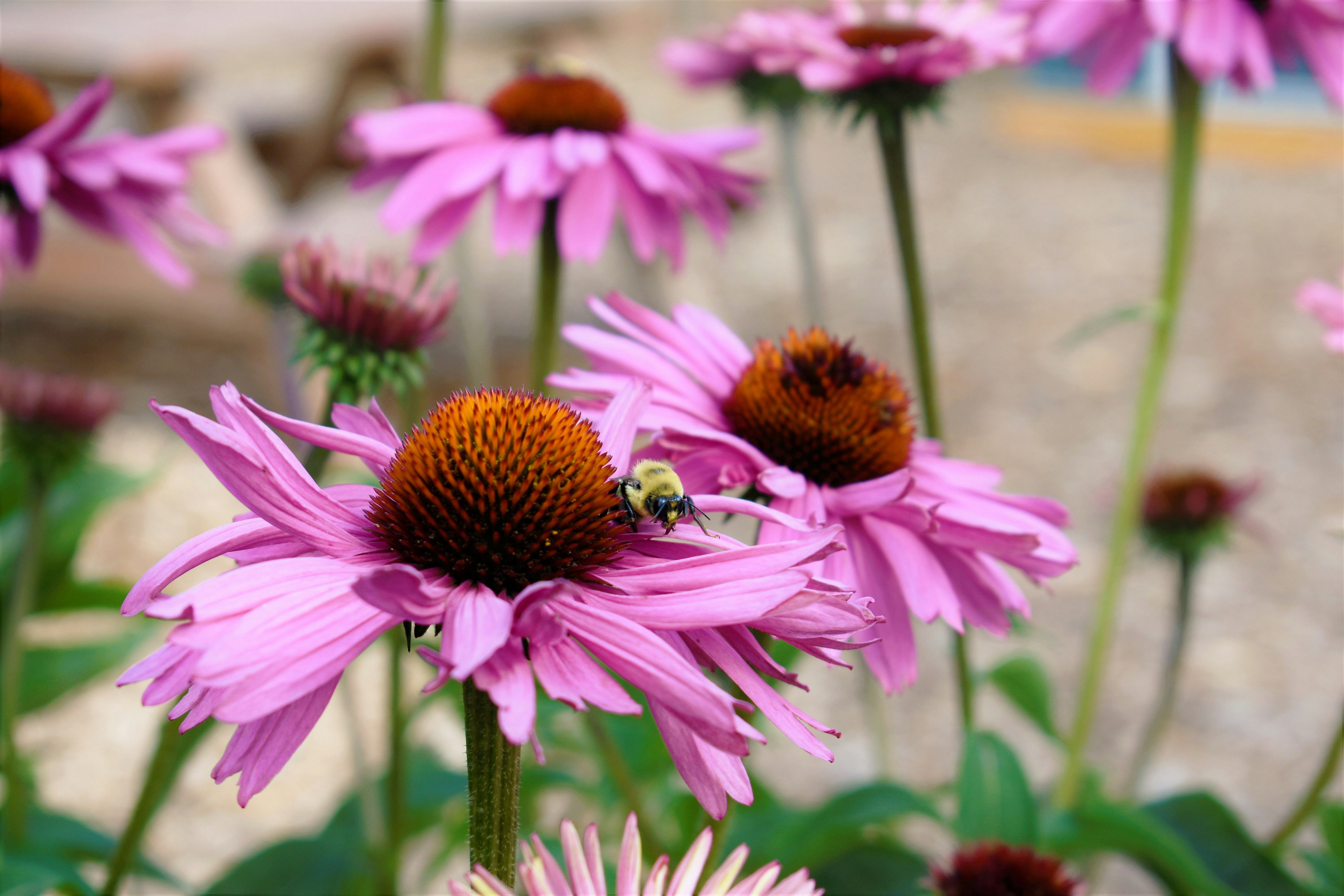 N Band C6VSlQQRFB0 Unsplash